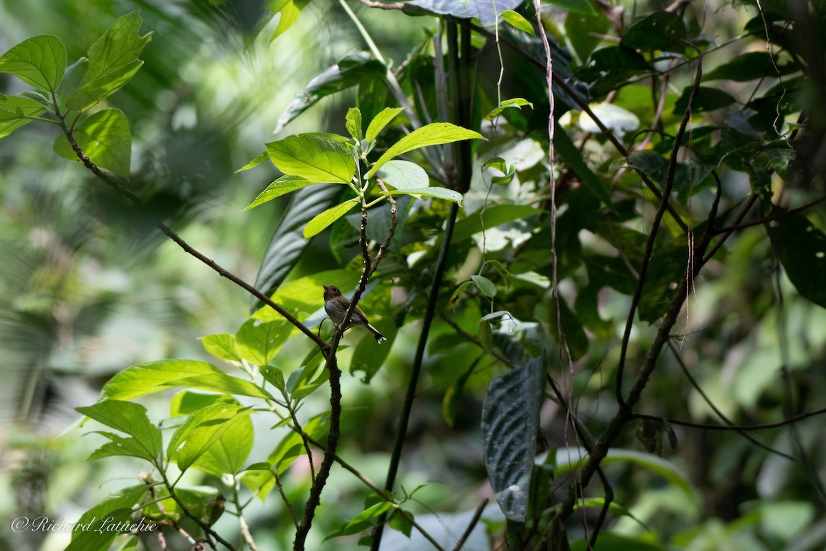 Fork-tailed Pygmy-Tyrant - Richard Latuchie