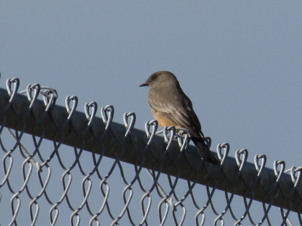 Say's Phoebe - Laurie Graham