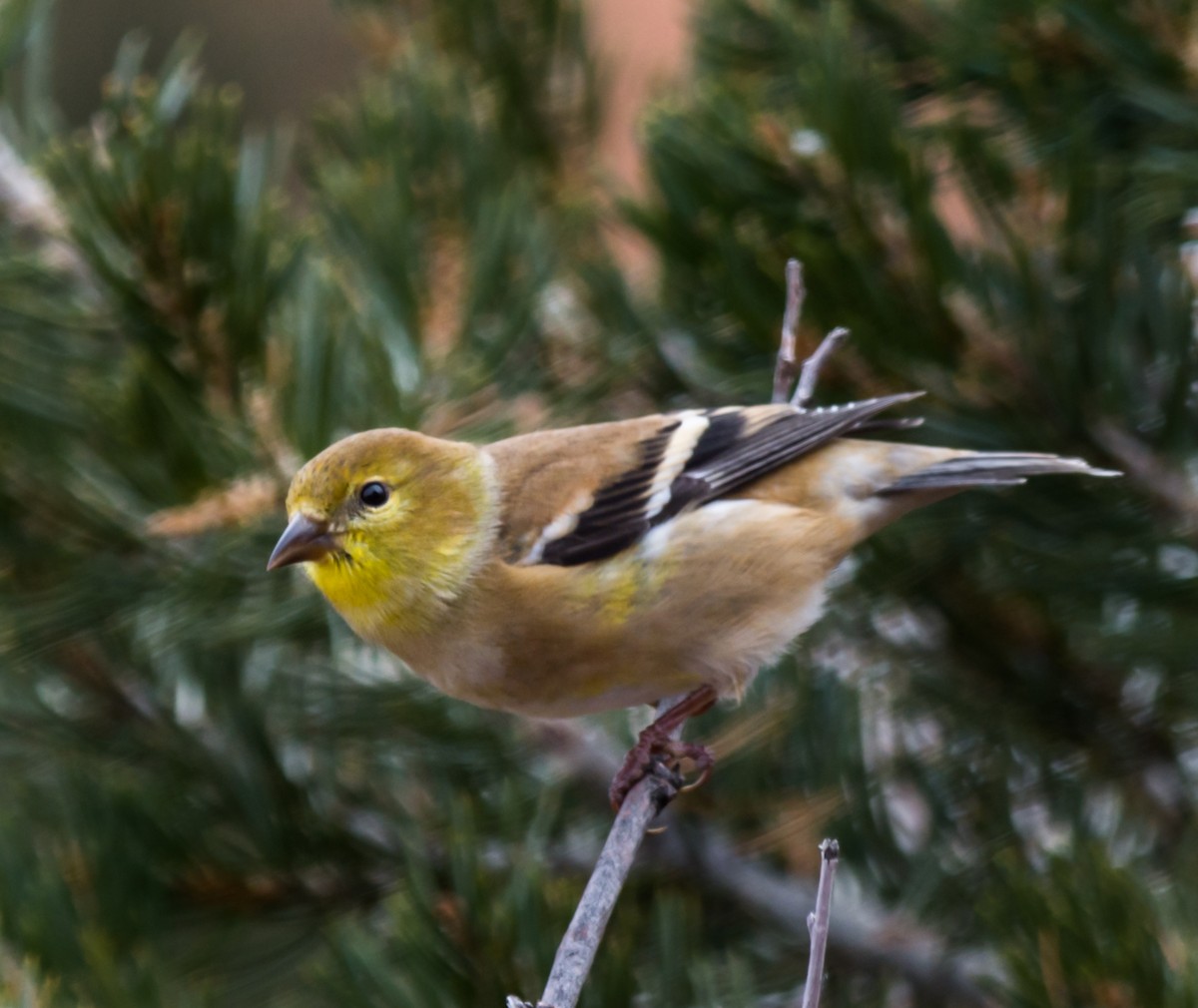 Chardonneret jaune - ML126407351