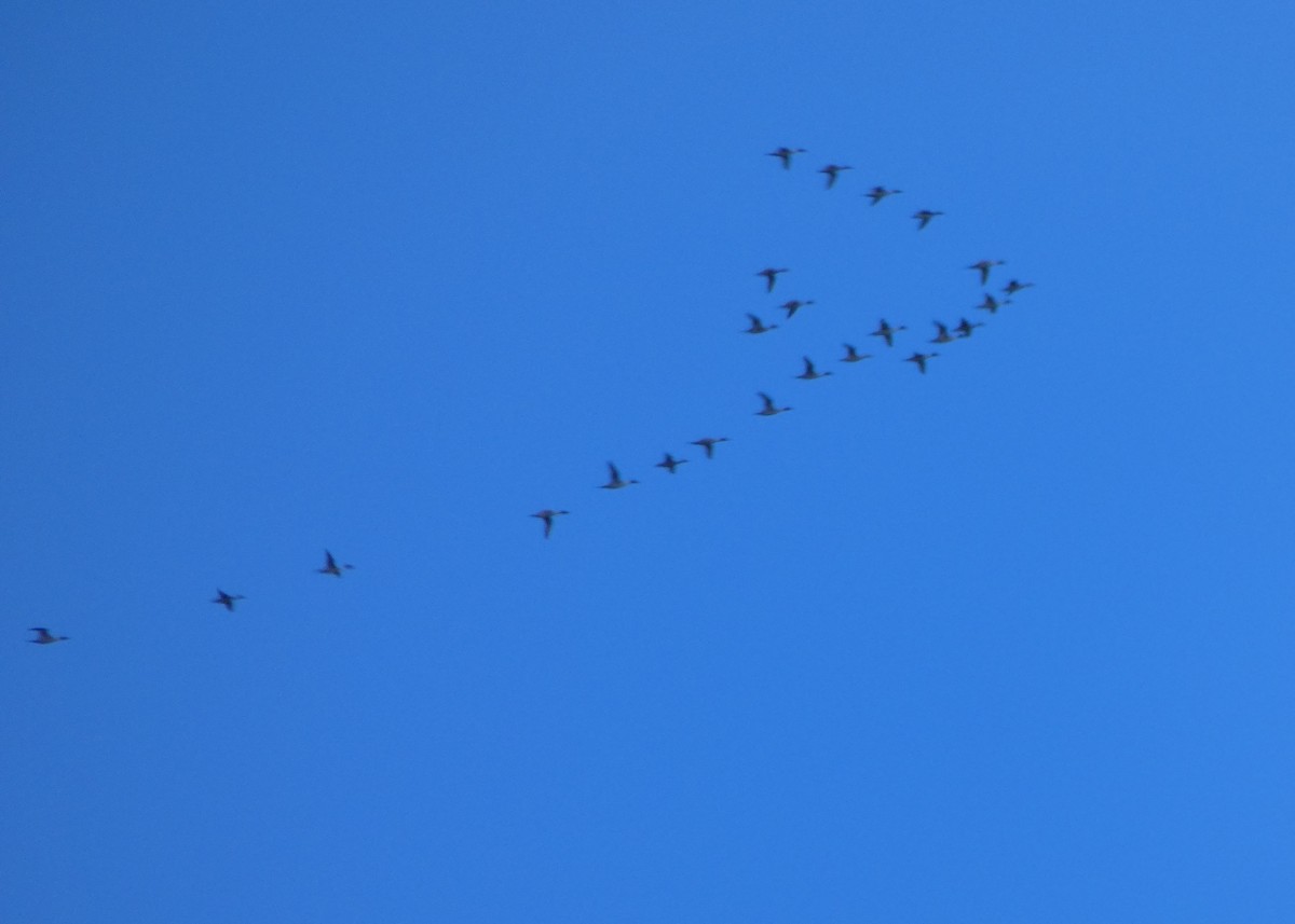 Northern Pintail - ML126409051