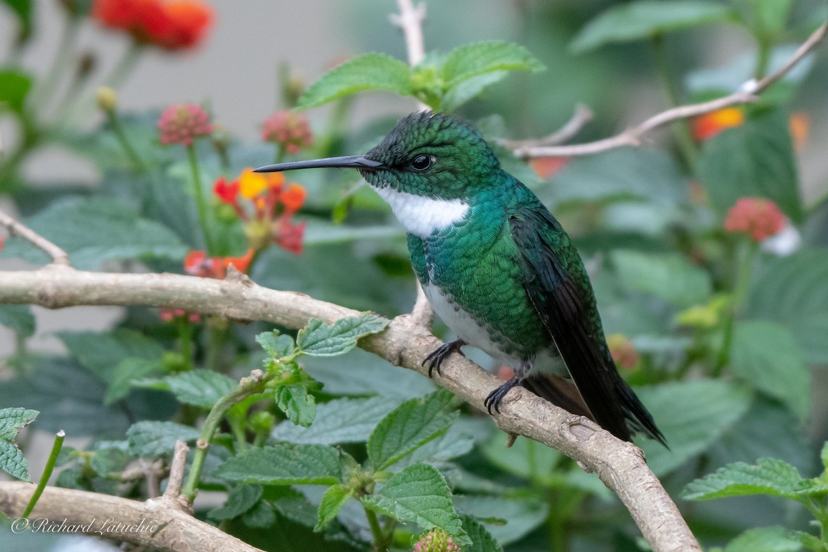 White-throated Hummingbird - Richard Latuchie