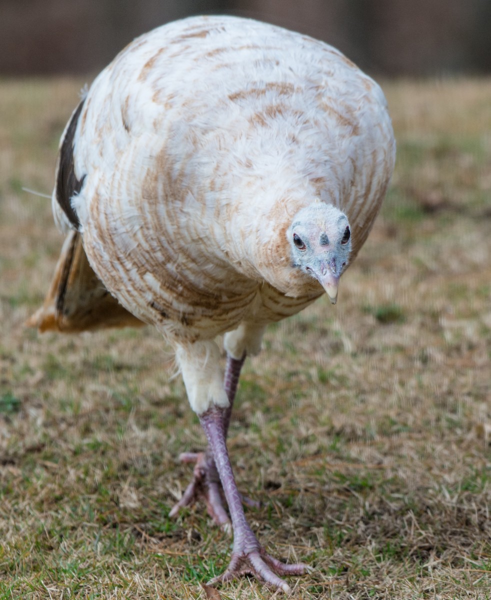 Guajolote Gallipavo - ML126410671