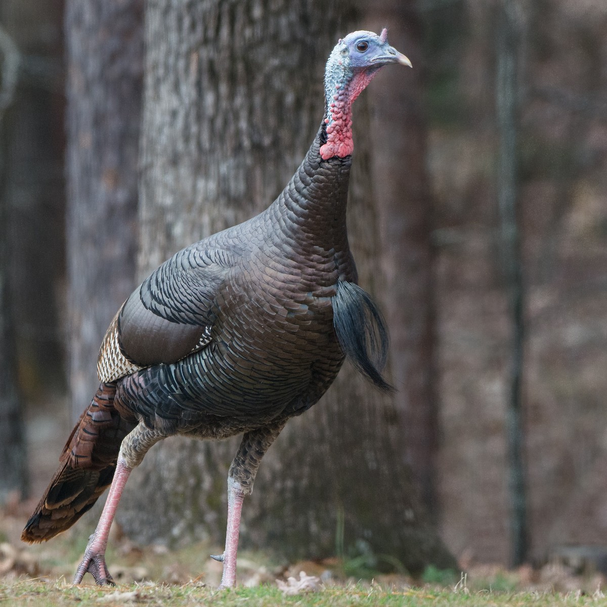 Wild Turkey - ML126410711