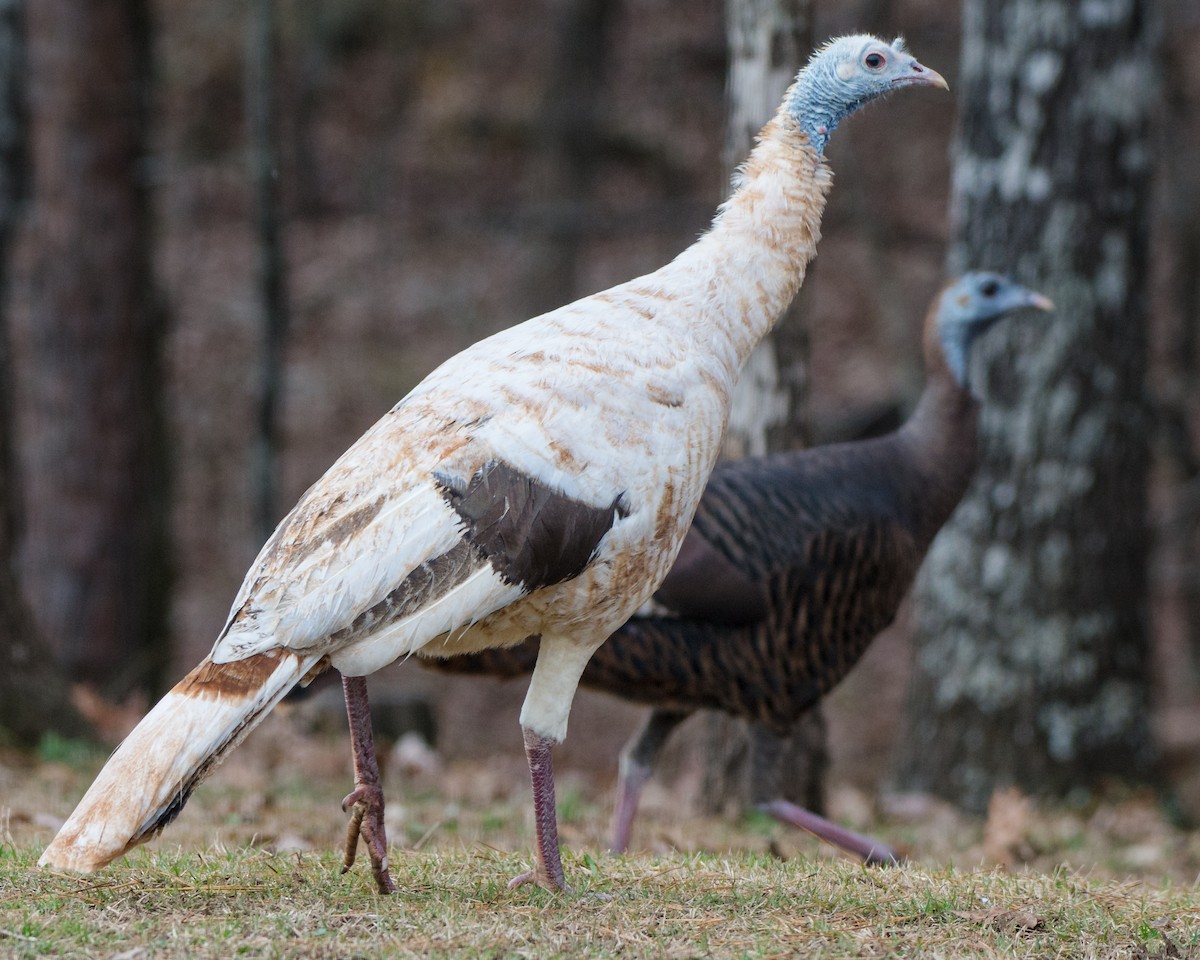 Wild Turkey - Susan Williamson