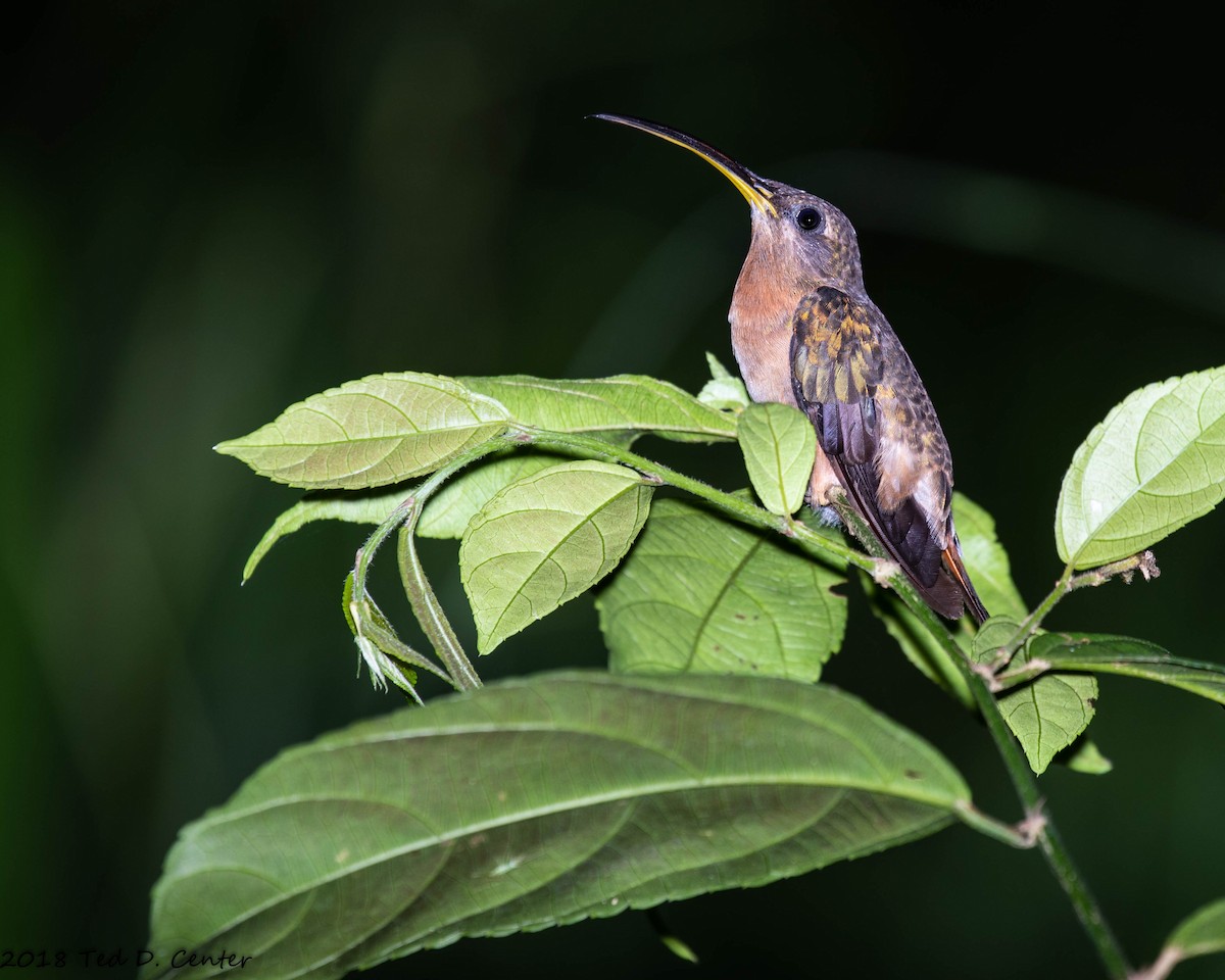 Rufous-breasted Hermit - ML126410971