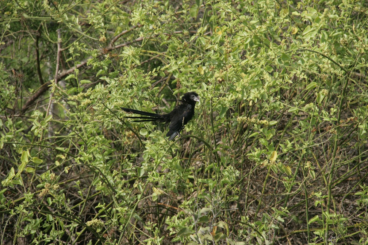 Smooth-billed Ani - ML126412321