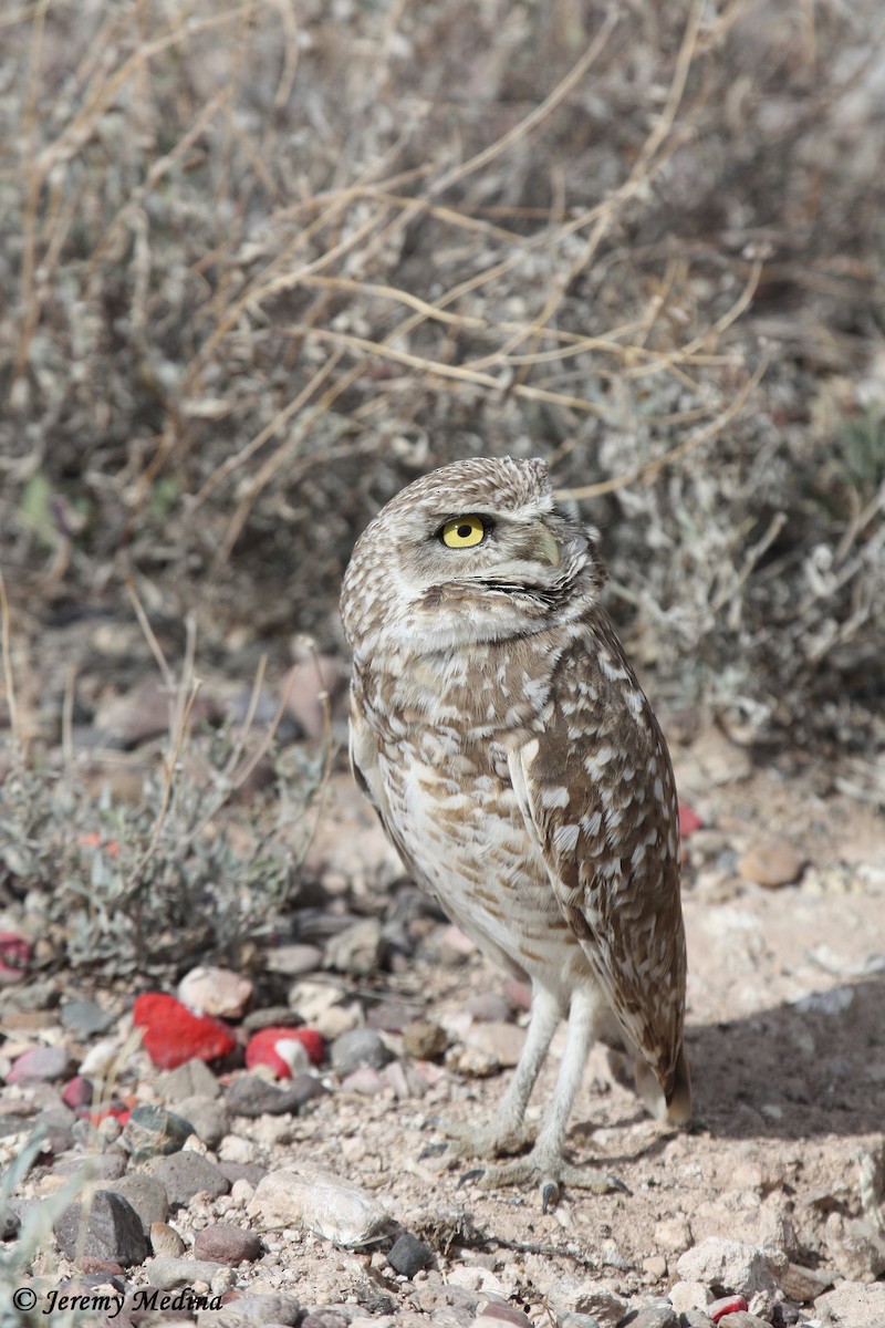 Burrowing Owl - ML126412531