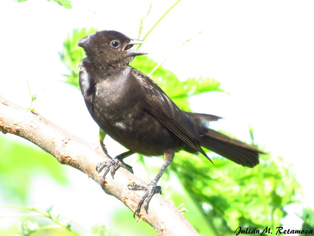 Shiny Cowbird - Julián Retamoza