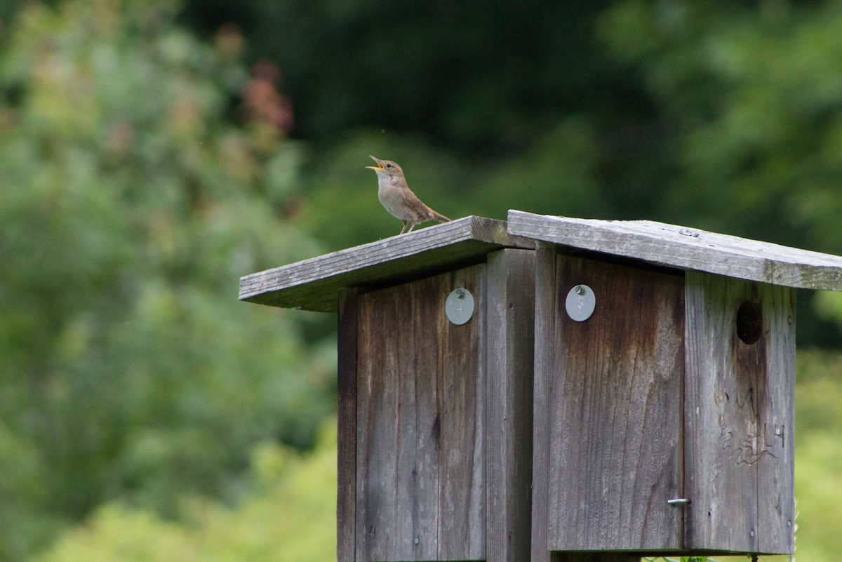 House Wren - ML126416871