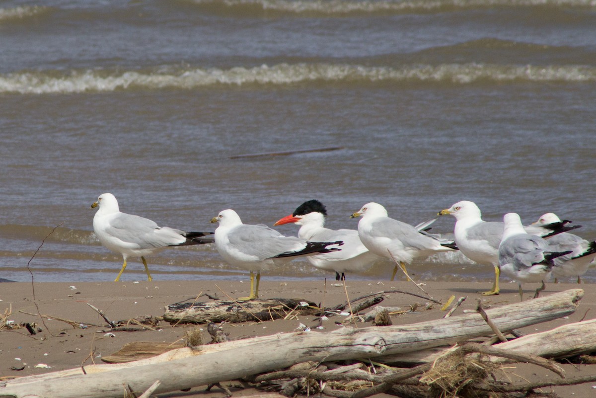 Ring-billed Gull - ML126418001