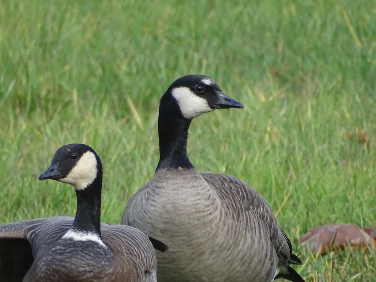 Cackling Goose - Shey Claflin