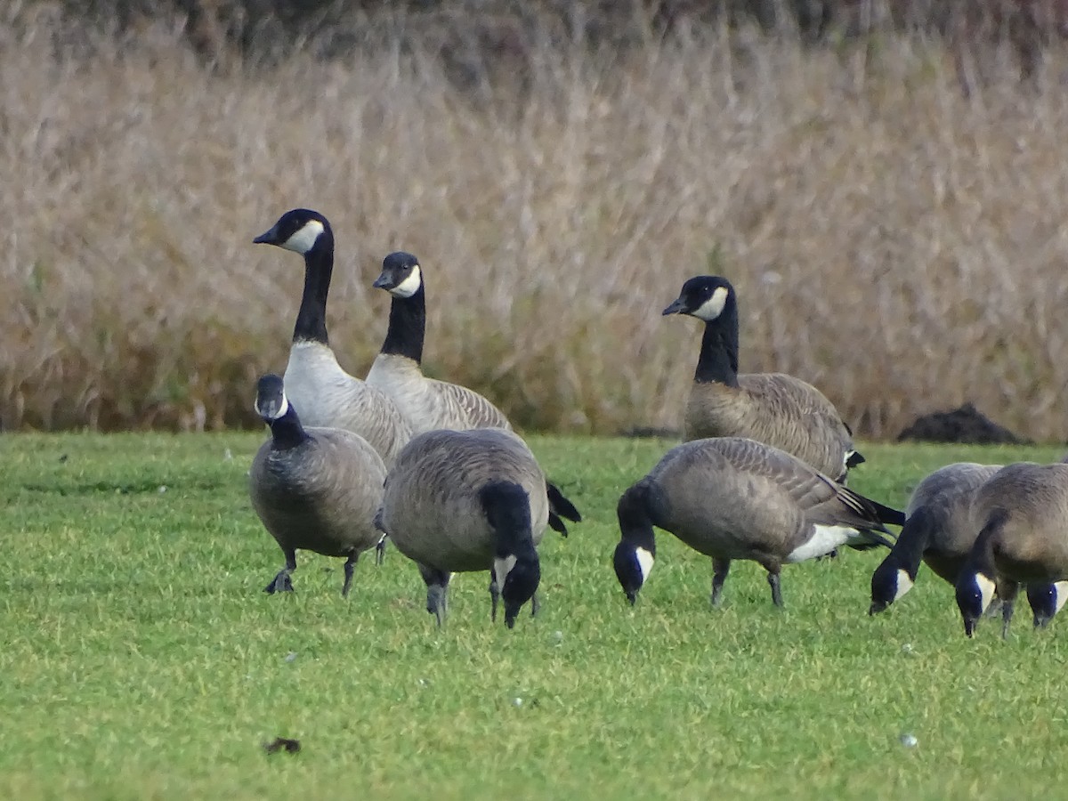 Cackling Goose (Taverner's) - ML126420761