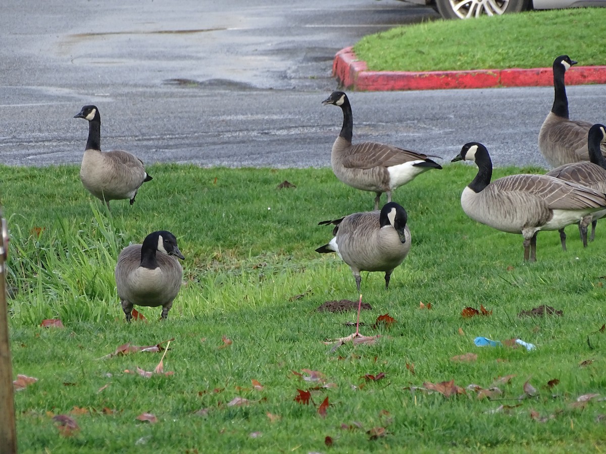 Barnacla Canadiense Grande (grupo canadensis) - ML126421091