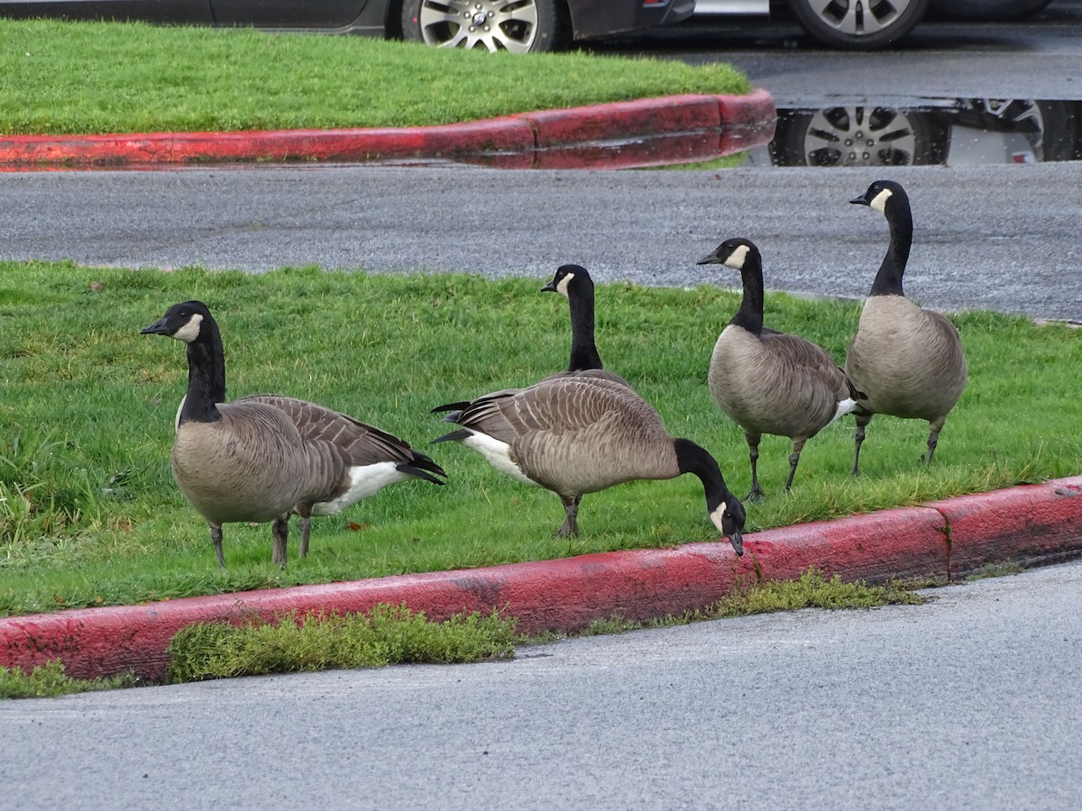 Canada Goose (moffitti/maxima) - Shey Claflin