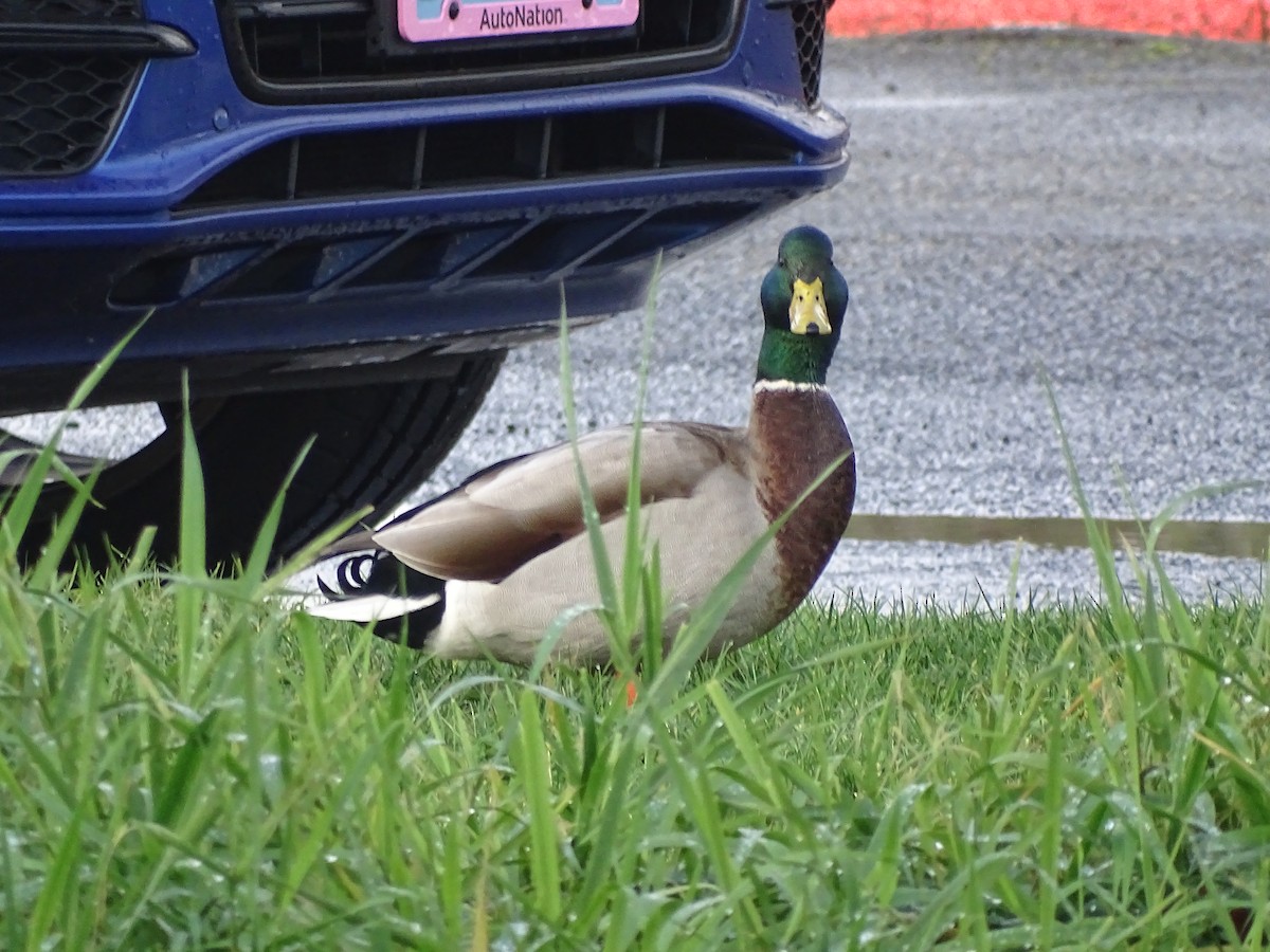 Mallard - Shey Claflin