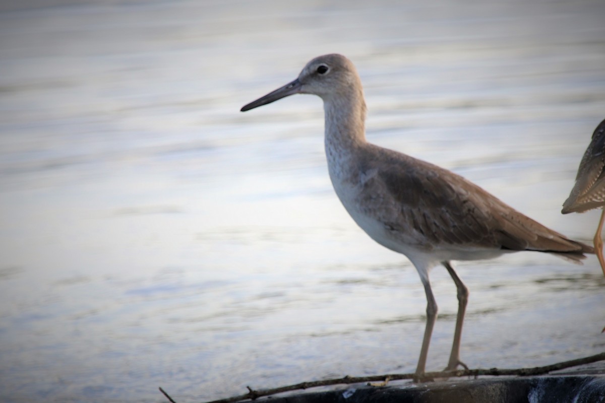 Willet - ML126421511