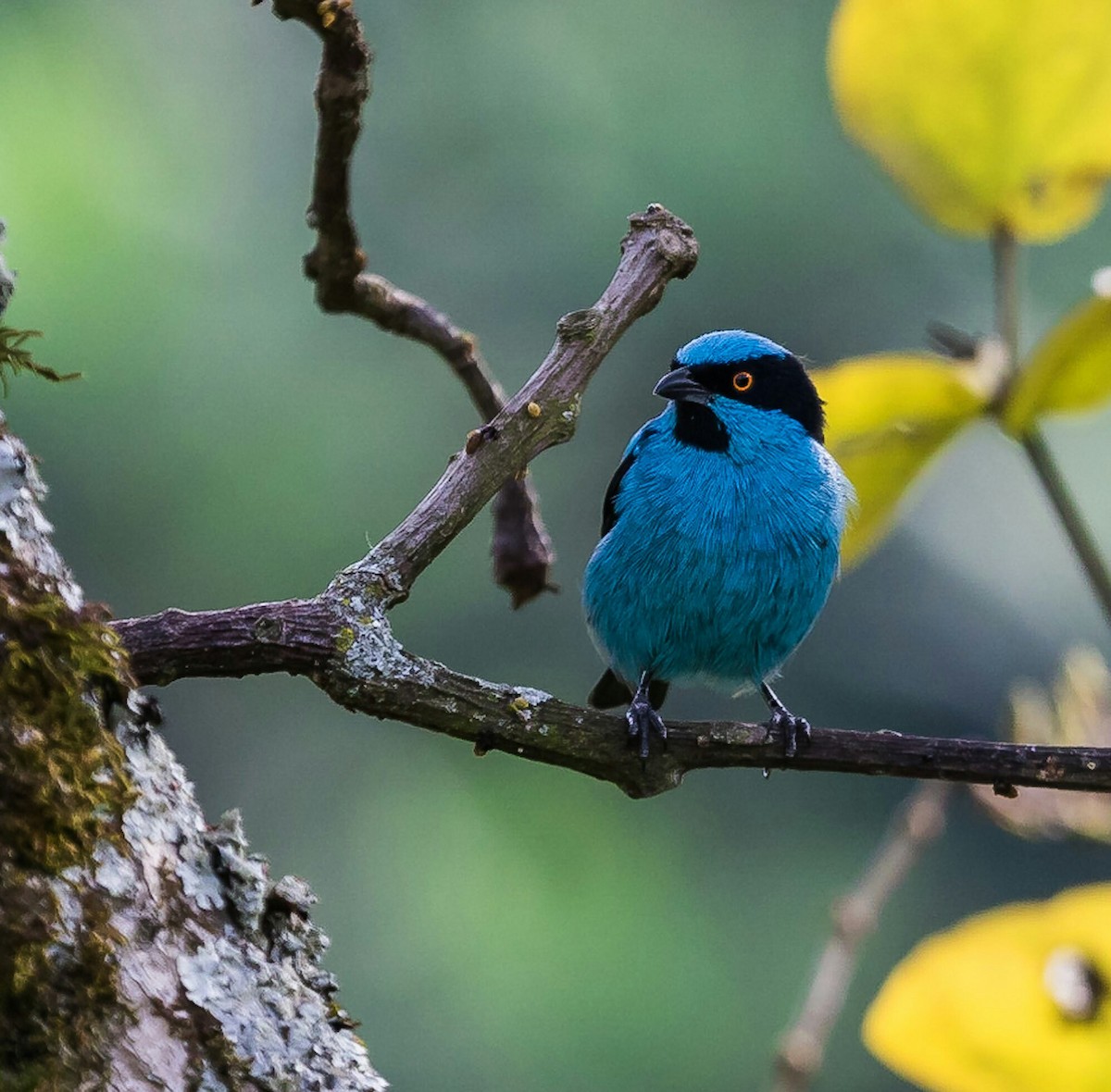 Turquoise Dacnis - ML126421661