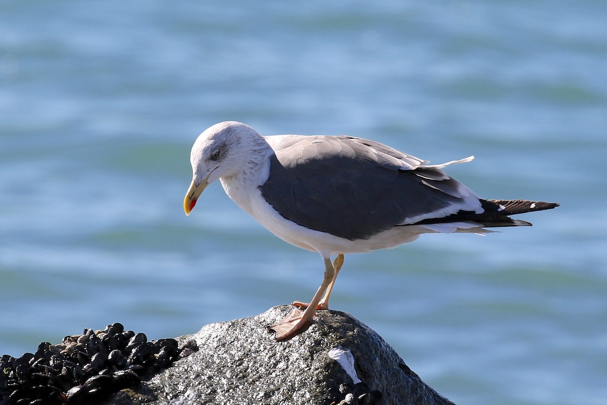 Lesser Black-backed Gull - Alison Hiers