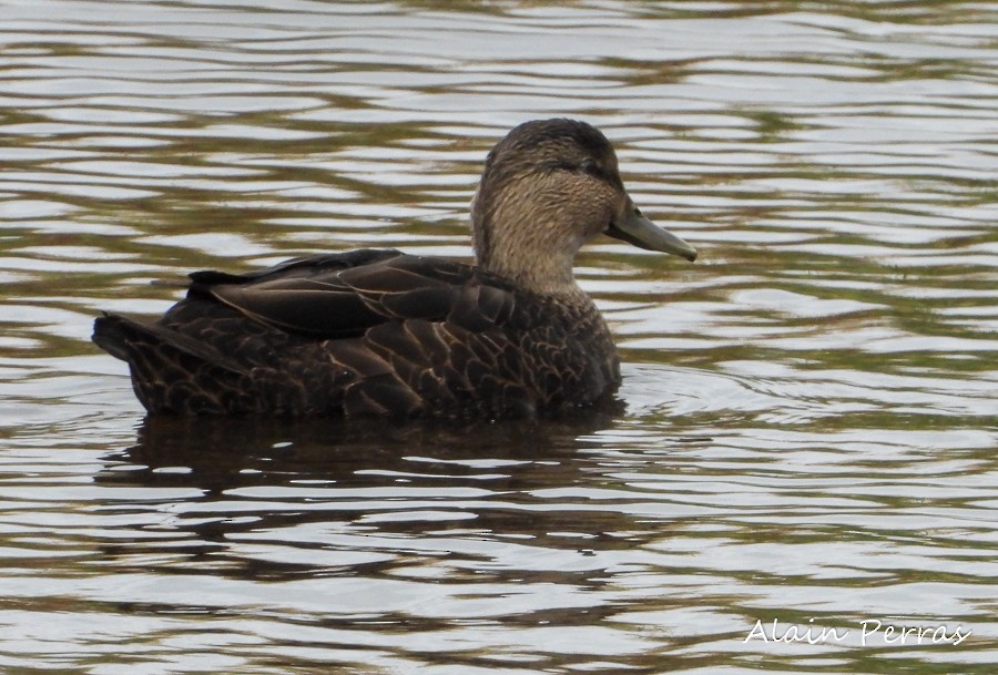 American Black Duck - Alain Perras