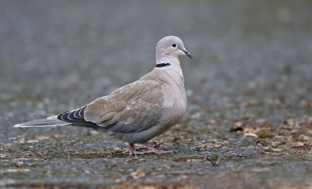 Eurasian Collared-Dove - ML126425201