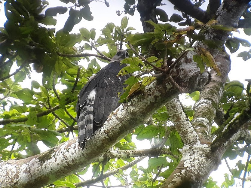Harpy Eagle - ML126426631