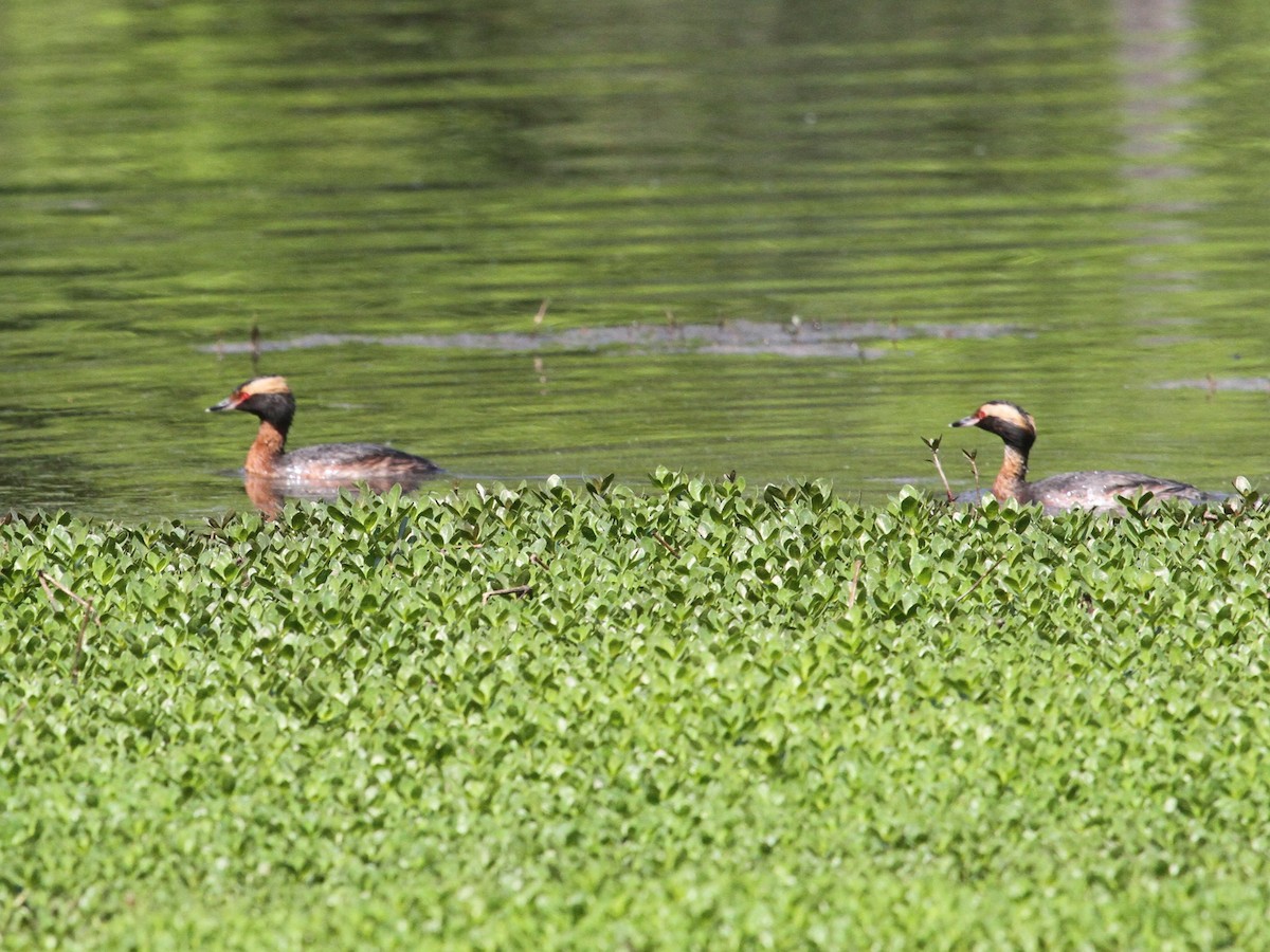 Horned Grebe - ML126426701