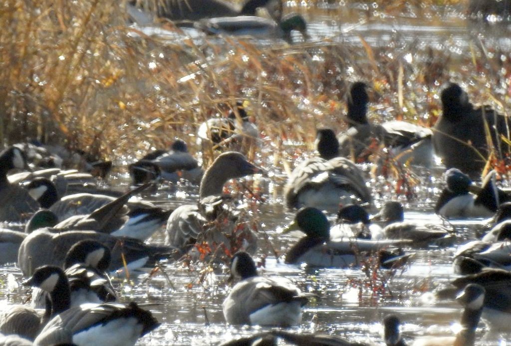 Tundra Bean-Goose - Kim Nelson