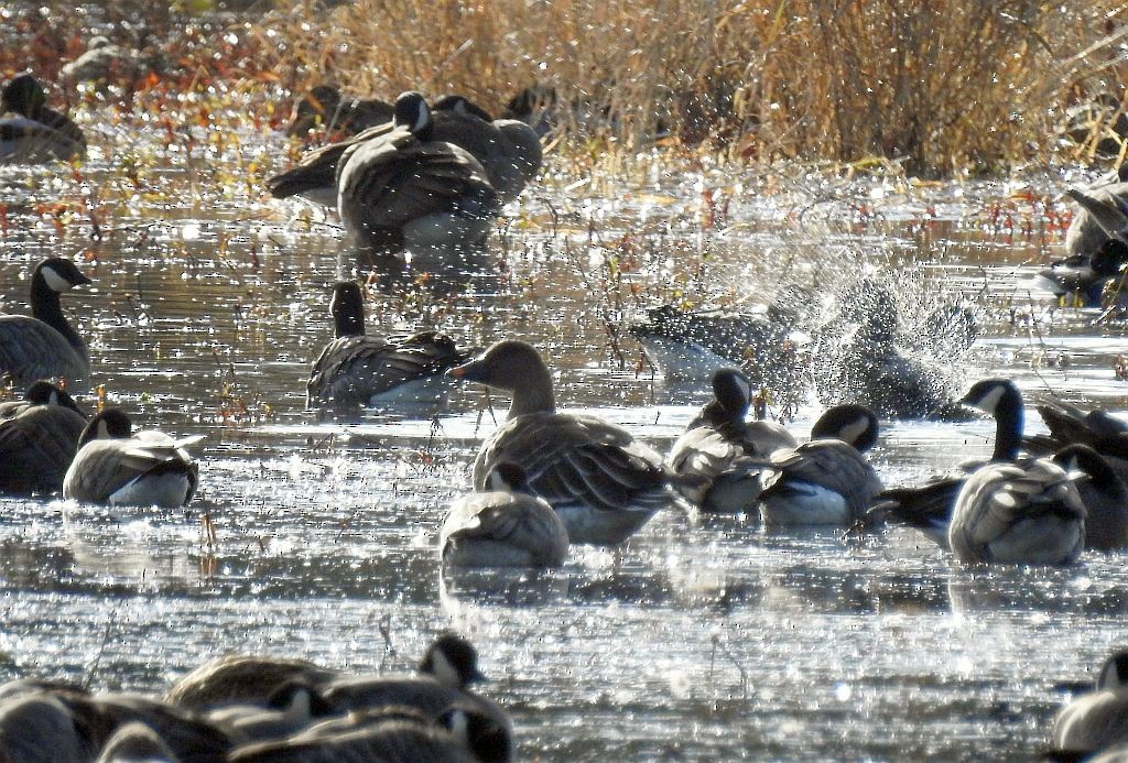 Tundra Bean-Goose - Kim Nelson