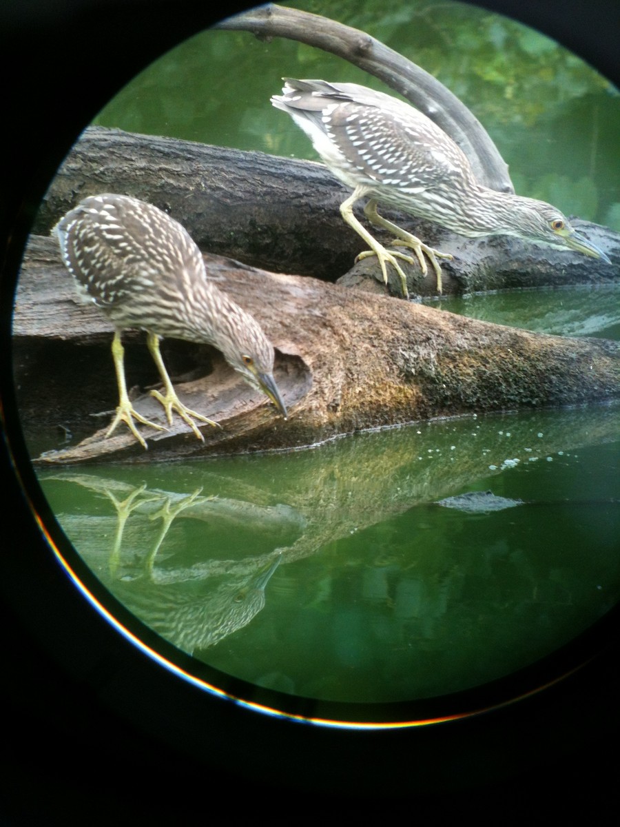 Black-crowned Night Heron - Larry Therrien