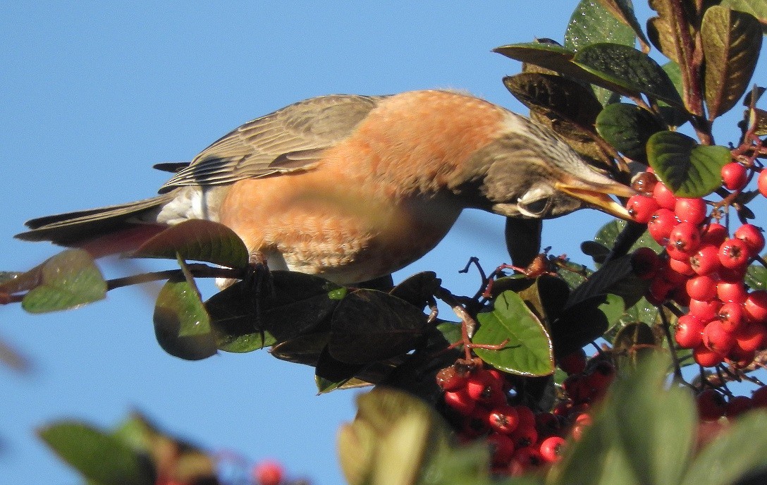 American Robin - ML126432471