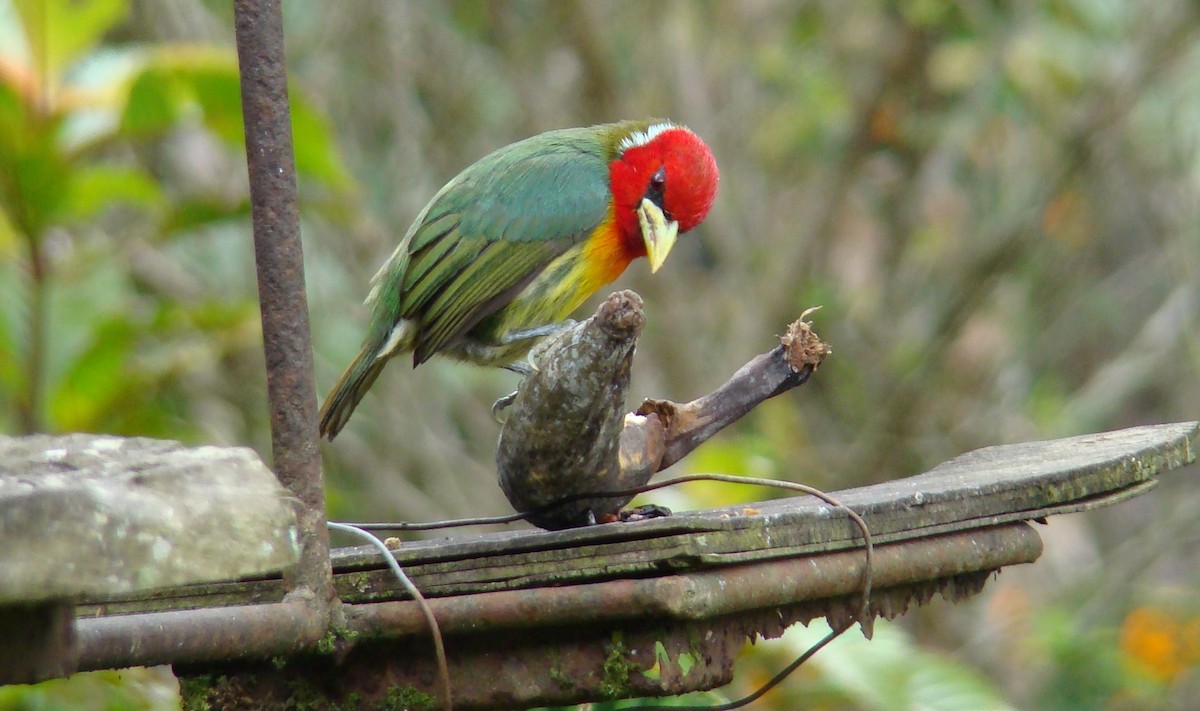 Red-headed Barbet - ML126432981