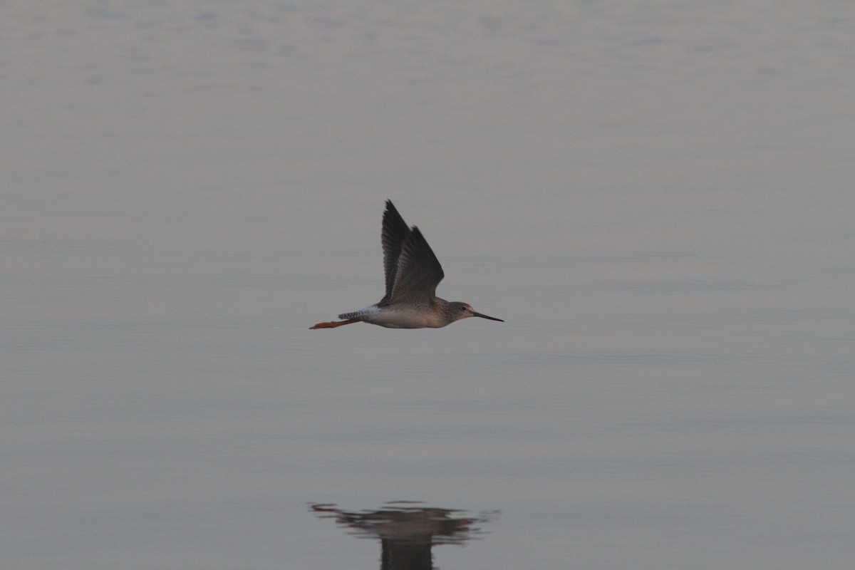 Greater Yellowlegs - ML126433621