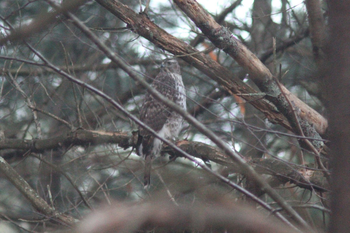 American Goshawk - ML126433731