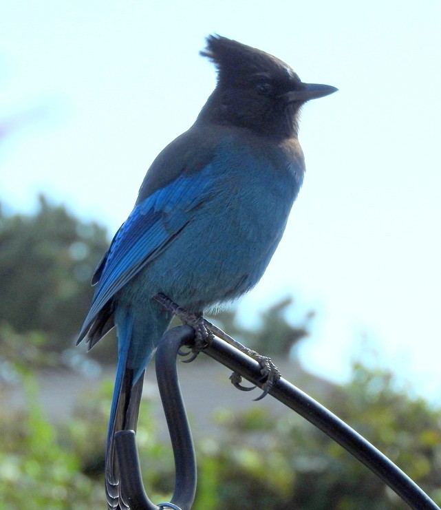 Steller's Jay - ML126435051