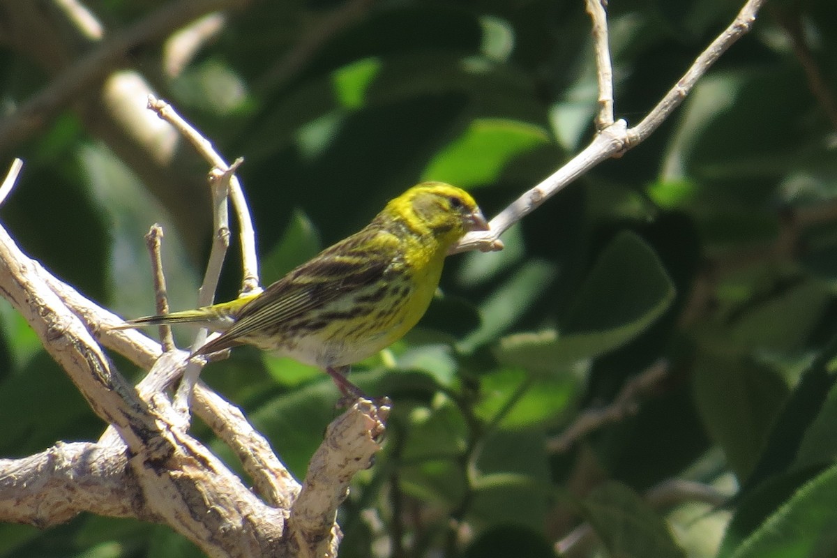 European Serin - ML126435531