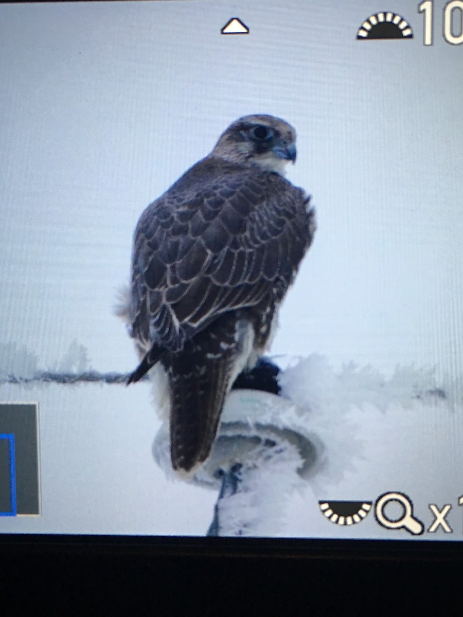 Gyrfalcon - ML126439581