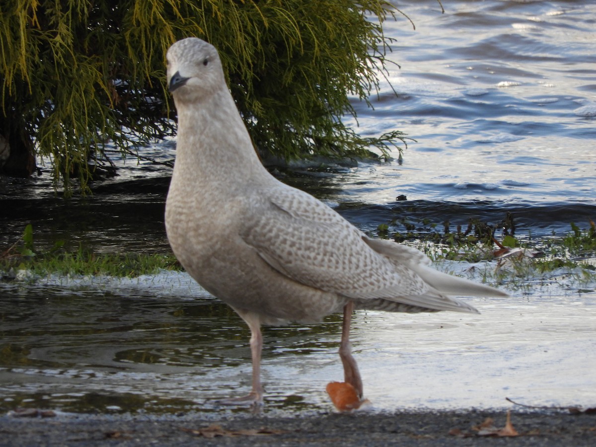 Goéland arctique - ML126440141