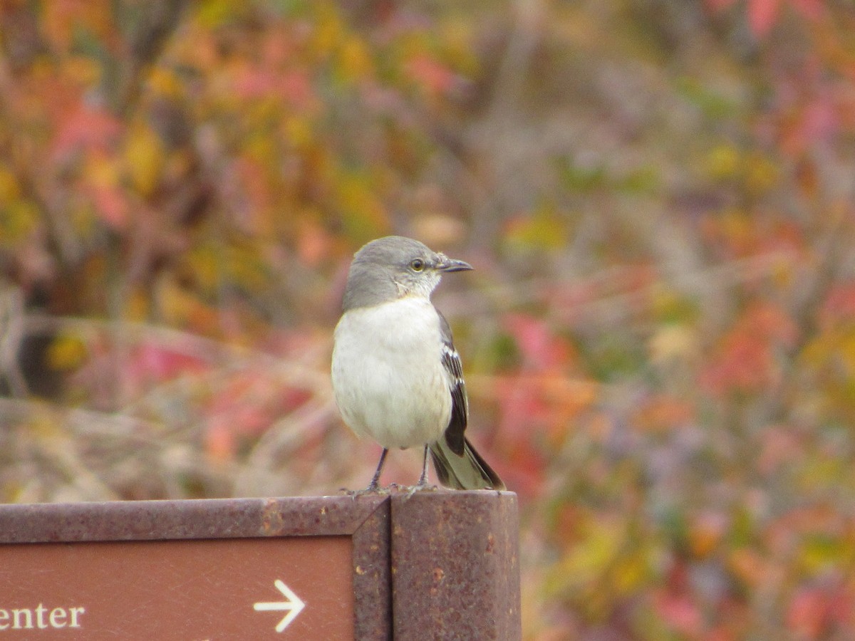 Northern Mockingbird - ML126441581