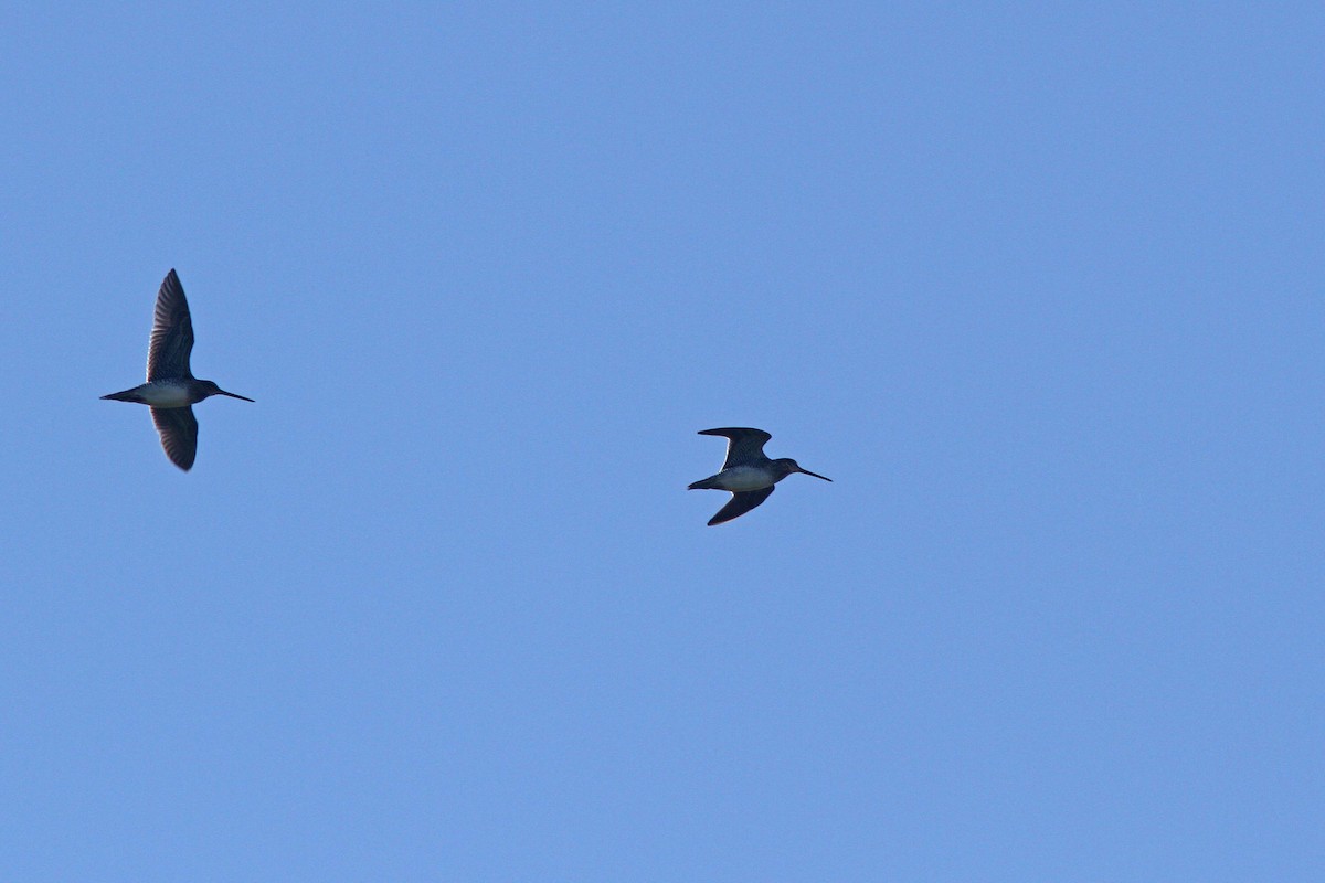 Wilson's Snipe - ML126442751