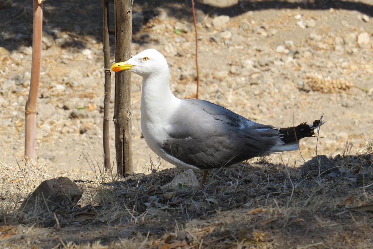 Yellow-legged Gull - ML126444461