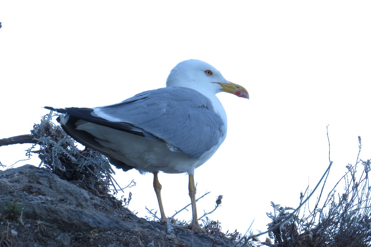 Yellow-legged Gull - ML126444541