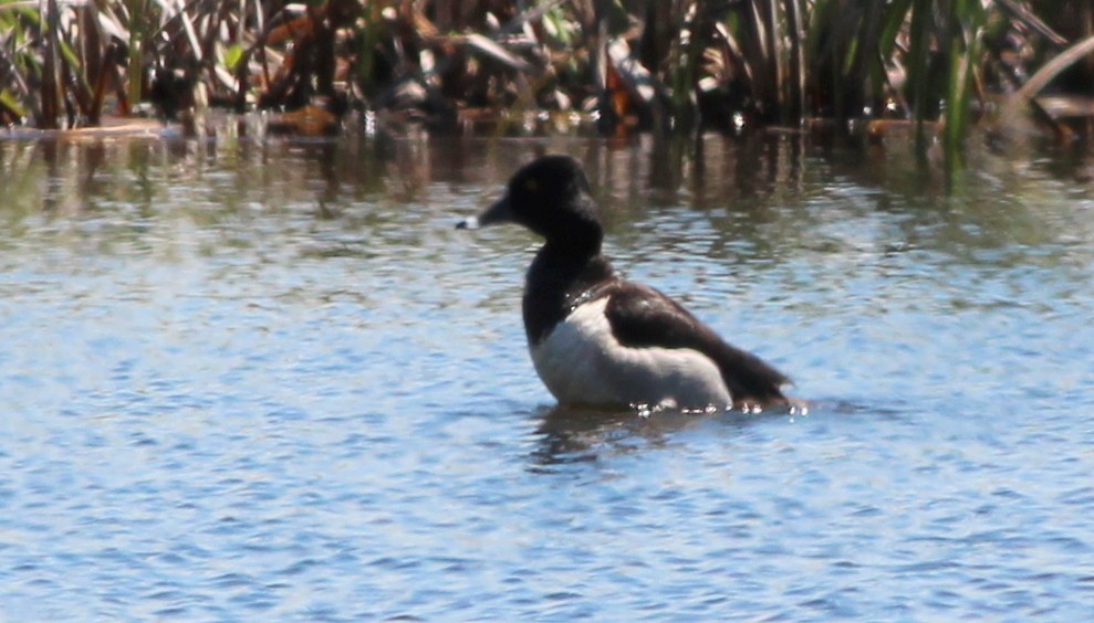 Ring-necked Duck - Gary Leavens