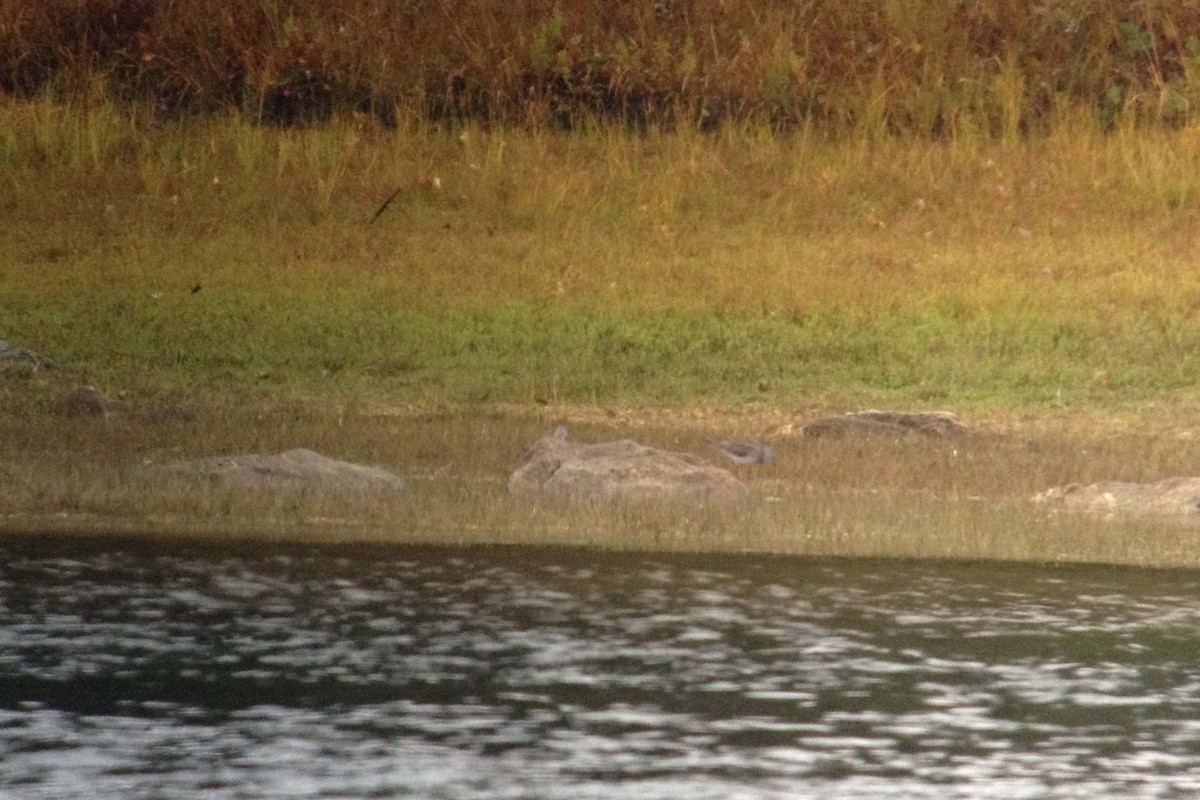 Greater Yellowlegs - ML126445611