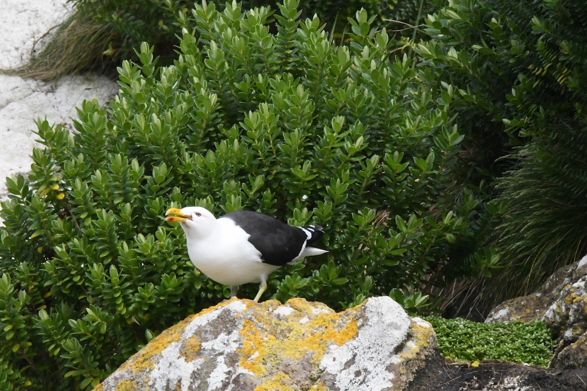 Kelp Gull - ML126446301