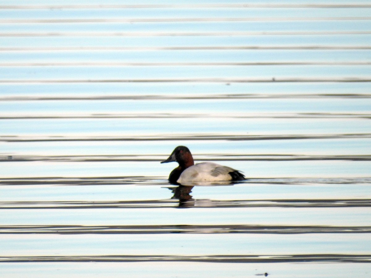 Canvasback - ML126450301