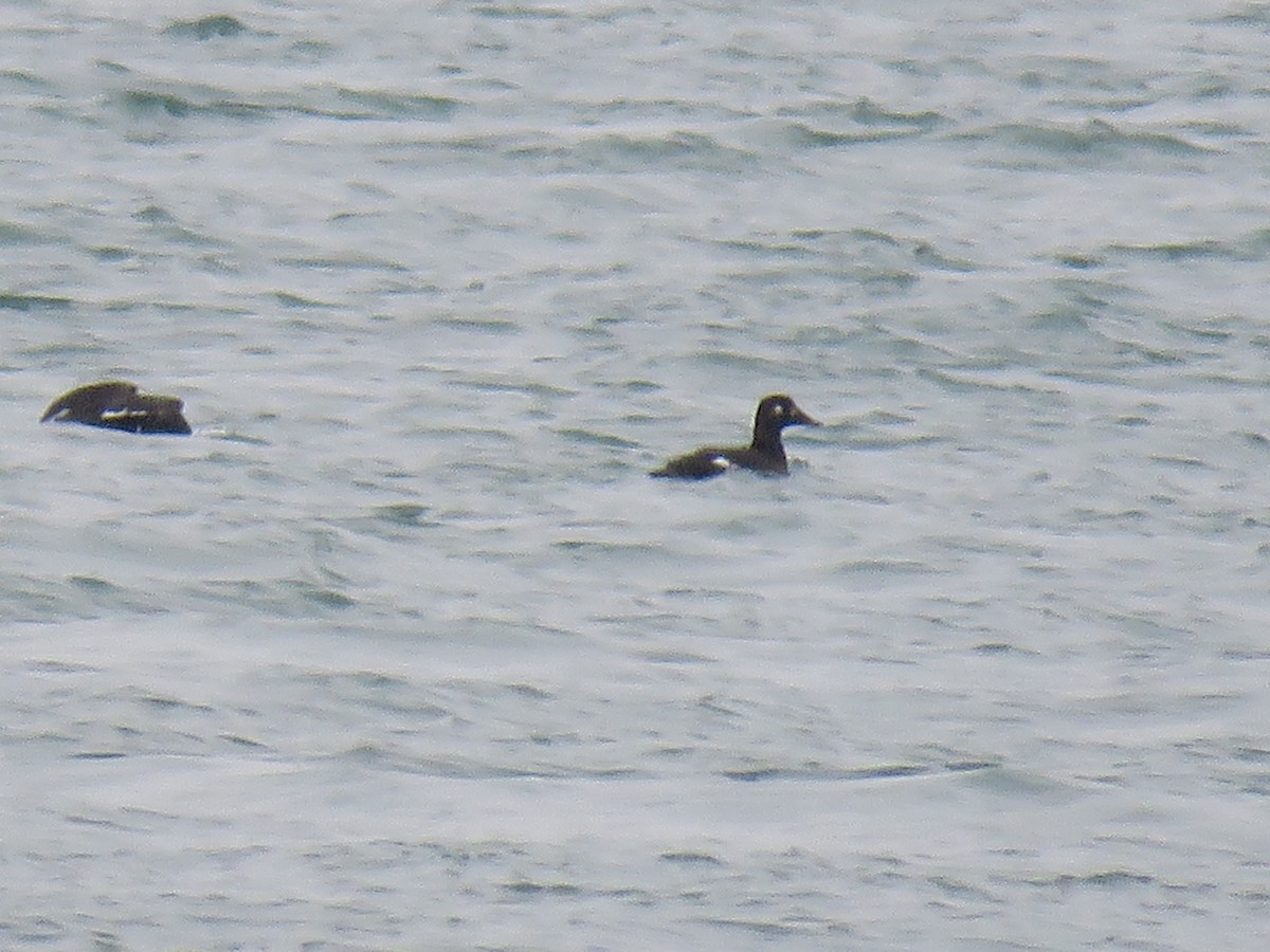 White-winged Scoter - ML126450381