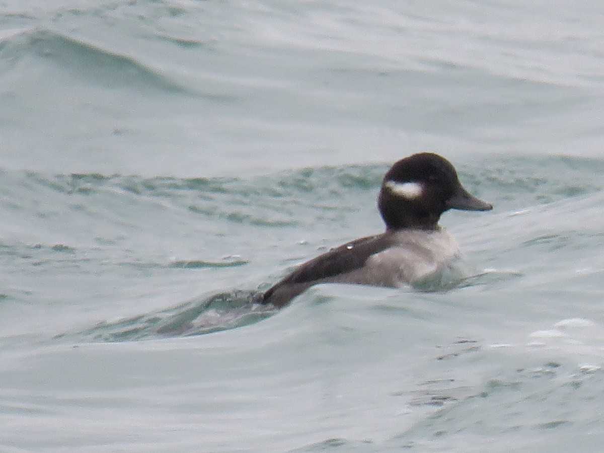 Bufflehead - ML126450711