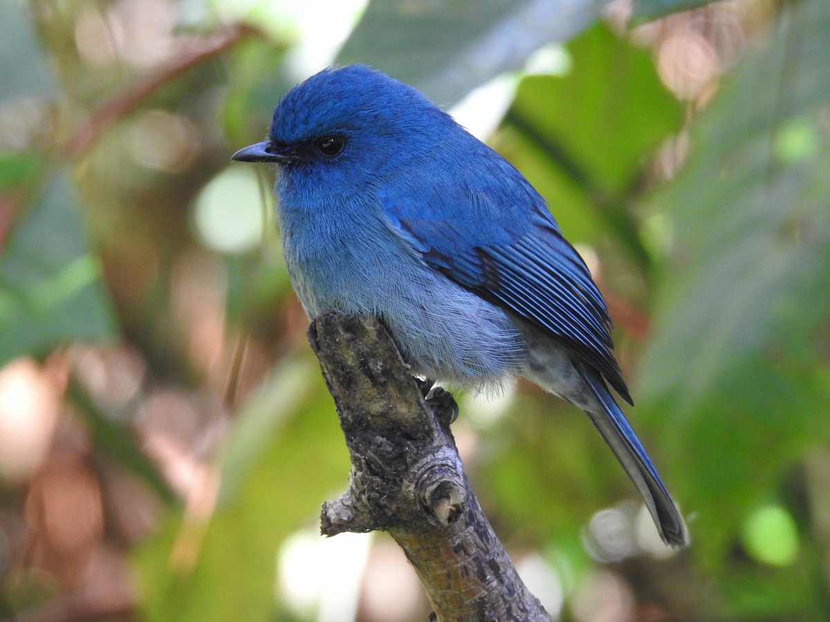 Nilgiri Flycatcher - viral joshi