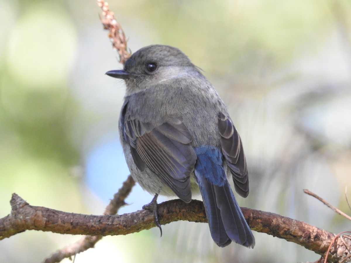 Nilgiri Flycatcher - viral joshi