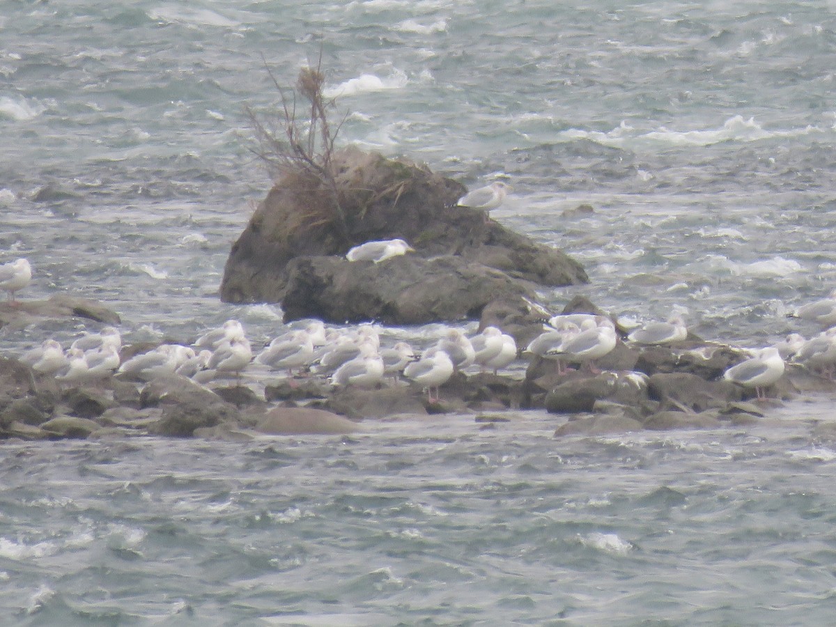 American Herring Gull - ML126452371